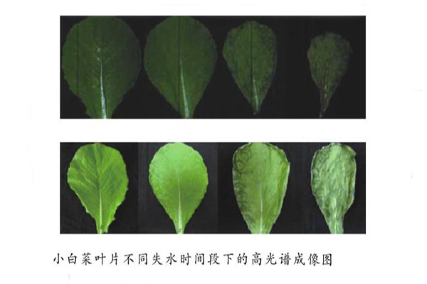 葉片失水檢測