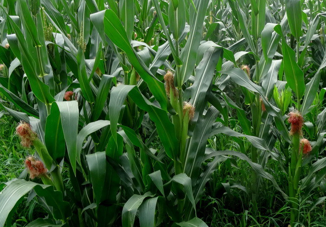 高光譜相機(jī)檢測(cè)范例