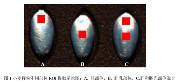 圖1小麥籽粒不同部位ROI提取示意圖：A.胚部位，B.胚乳部位，C.胚和胚乳部位混合