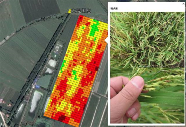 高光譜遙感在農(nóng)作物病蟲害